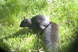 Black Squirrel